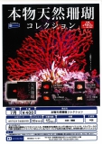 【7月発売】本物天然珊瑚コレクション　30個入り (400円カプセル)【二次予約】