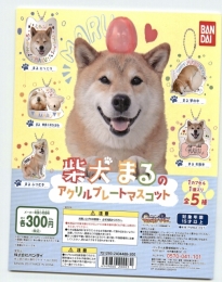 柴犬まる　まるのアクリルマスコット　40個入り (300円カプセル)