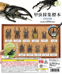 【4月発売】再販　甲虫採集標本〜ZOOM〜　50個入り (200円カプセル)【二次予約】