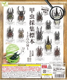 【5月発売】甲虫採集標本〜ZOOM〜　50個入り (200円カプセル)【二次予約】