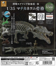 博物モデリング倶楽部・参1/35マチカネワニ骨格　20個入り (500円カプセル)