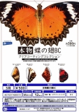 【3月発売】本物蝶の翅BC　30個入り (500円カプセル)【一次予約】
